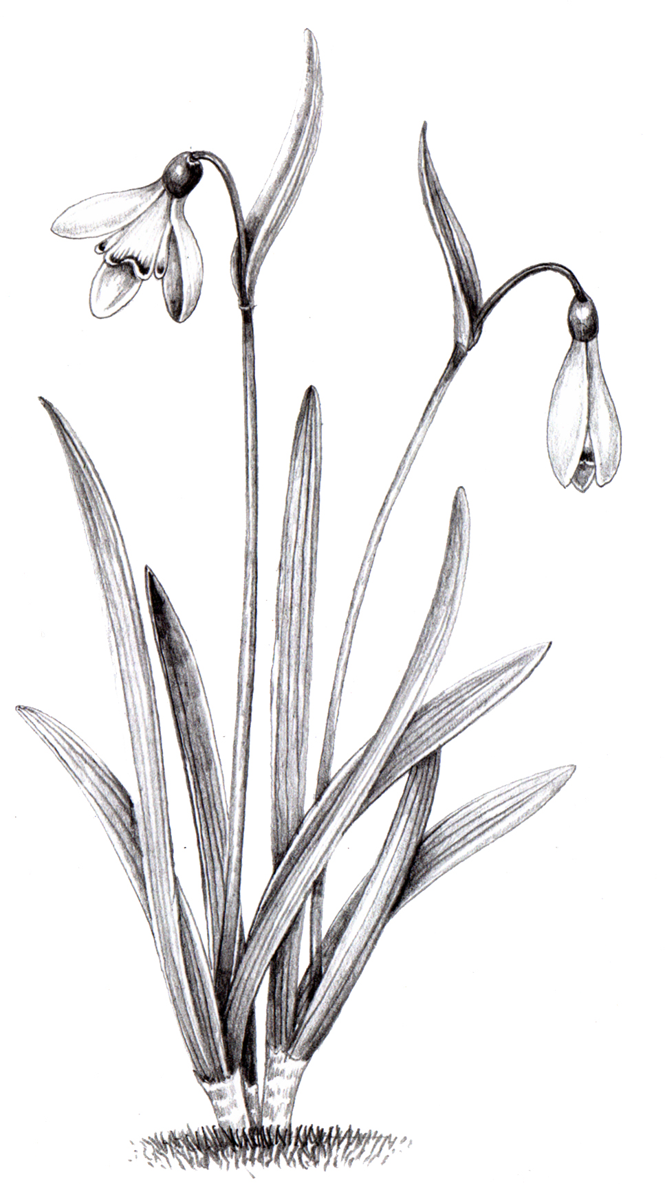 Snowdrop Galanthus nivalis pencil Lizzie Harper