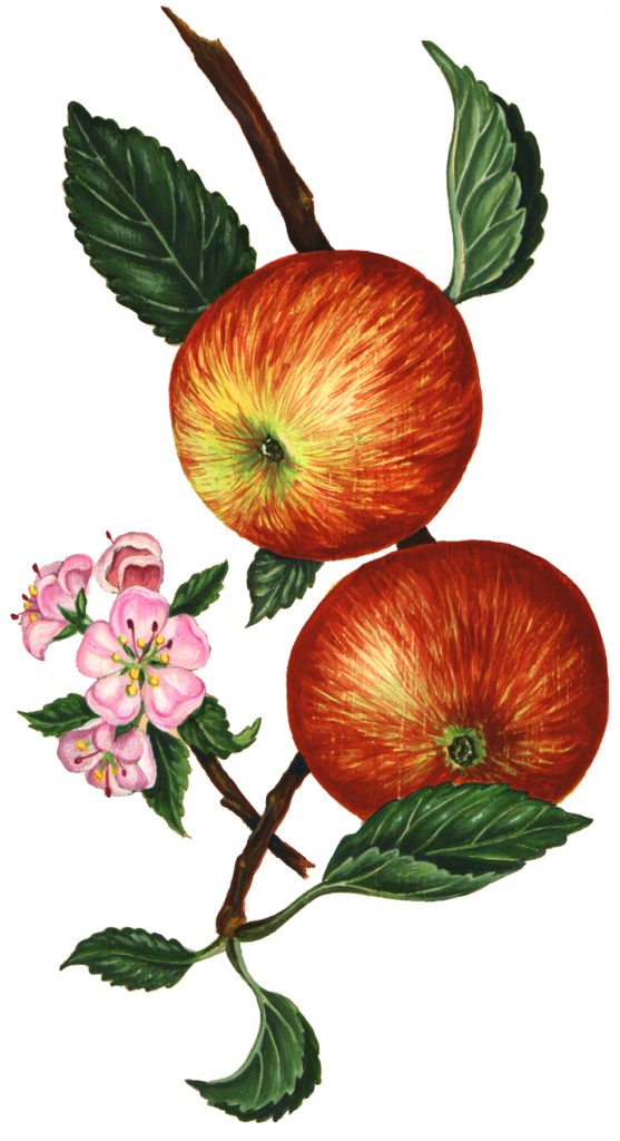 Somerset redstreak apple Malus domestica natural history illustration by Lizzie Harper