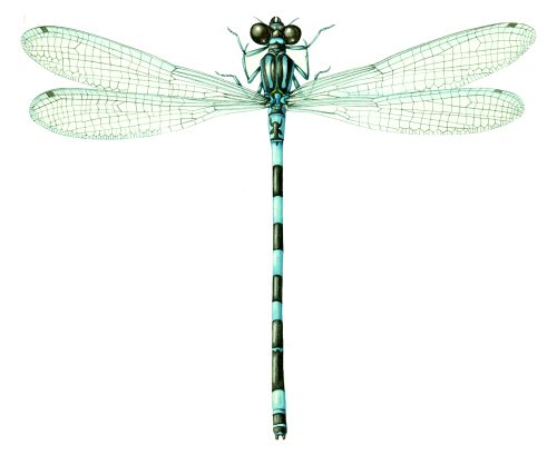 Southern damselfly Coenagrion mercuriale natural history illustration by Lizzie Harper