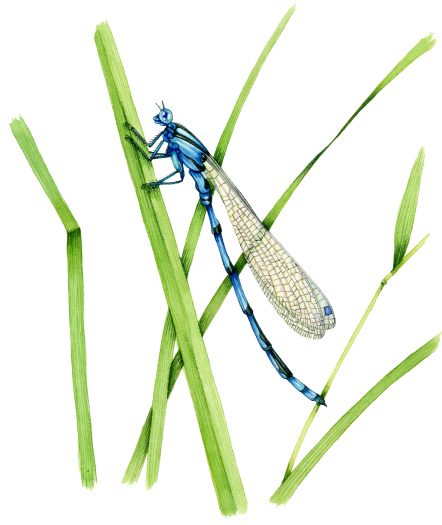Southern damselfly Coenagrion mercuriale natural history illustration by Lizzie Harper