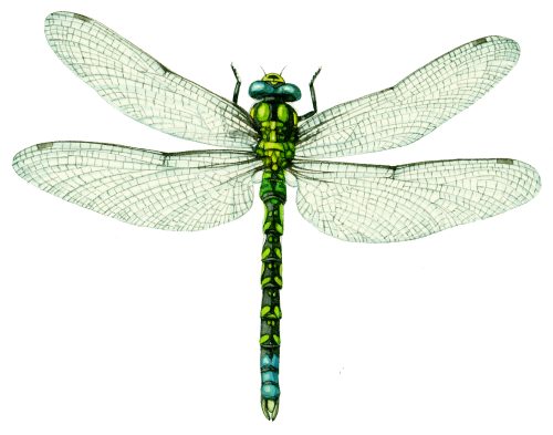 Southern Hawker Aeshna cyanea natural history illustration by Lizzie Harper