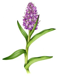Southern Marsh Orchid Dactylorhiza praetermissa natural history illustration by Lizzie Harper