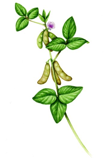 Soybean Glycine max natural history illustration by Lizzie Harper