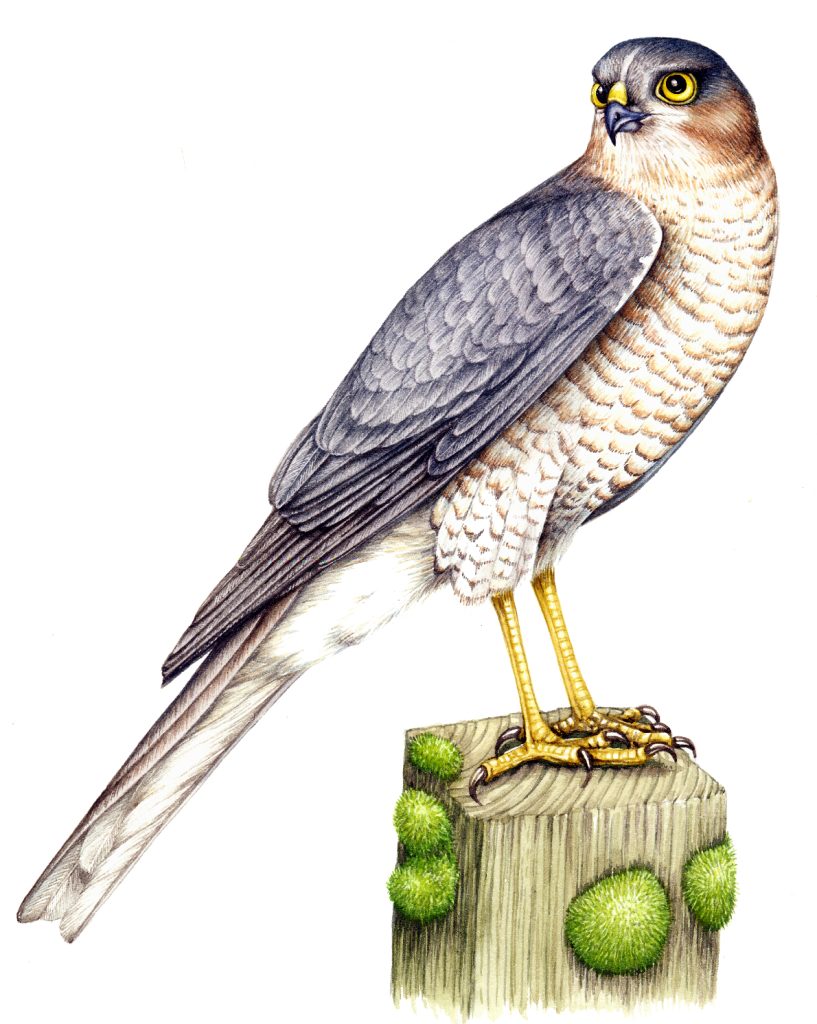 Sparrowhawk Accipiter nisus natural history illustration by Lizzie Harper