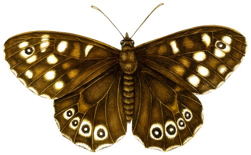 Speckled Wood butterfly Pararge aegeria natural history illustration by Lizzie Harper
