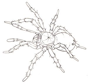 Spider natural history illustration by Lizzie Harper