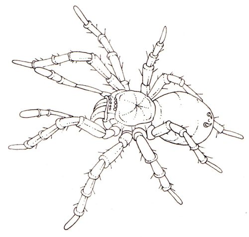 Spider natural history illustration by Lizzie Harper
