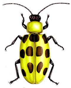 Spotted cucumber beetle Diabrotica undecimpunctata natural history illustration by Lizzie Harper
