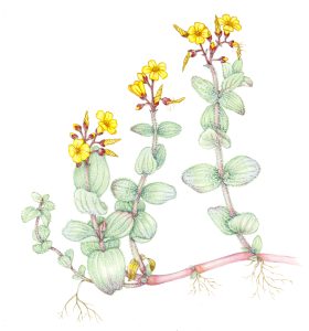 St Johns Wort Hypericum natural history illustration by Lizzie Harper