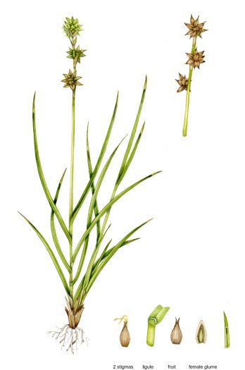 Star sedge Carex echinata natural history illustration by Lizzie Harper