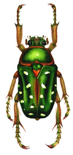 Stephanorrhina guttata spotted flower beetle natural history illustration by Lizzie Harper