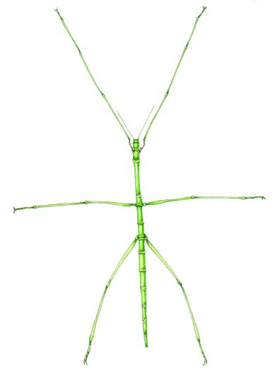 Stick insect Carausius morosus natural history illustration by Lizzie Harper