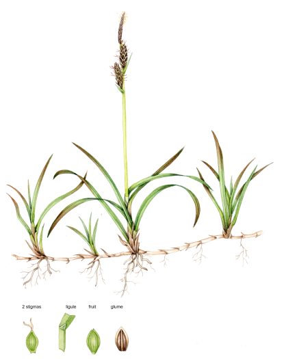 Stiff sedge Carex biglowii natural history illustration by Lizzie Harper