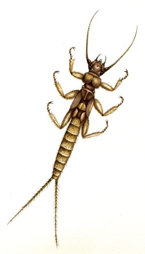 Stonefly larva Plecoptera natural history illustration by Lizzie Harper