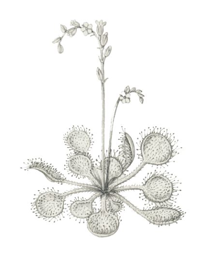 Sundew Drosera rotundifolia natural history illustration by Lizzie Harper