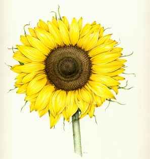 Sunflower Helianthus annuus