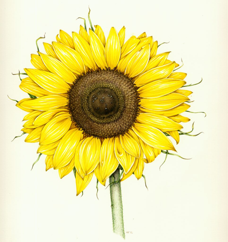 Sunflower Helianthus annuus natural history illustration by Lizzie Harper