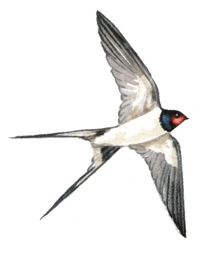 Swallow Hirundo rustica natural history illustration by Lizzie Harper