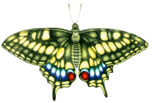 Swallowtail butterfly Papilio machaon