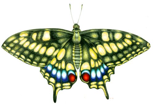 Swallowtail butterfly Papilio machaon natural history illustration by Lizzie Harper