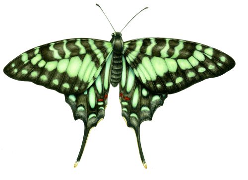 Large striped swordtail Graphium antheus natural history illustration by Lizzie Harper