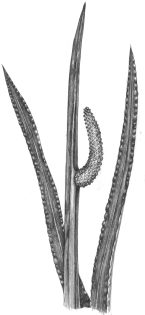 Sweet flag Acorus calamus fruit