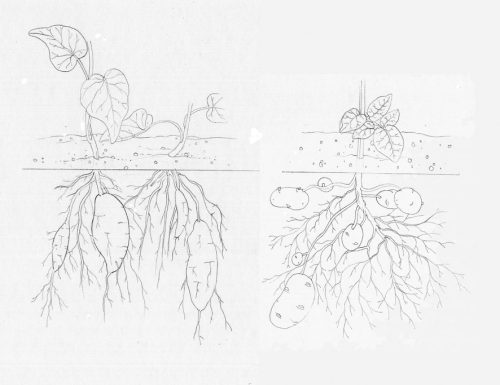 Potato Solanum tuberosum vs Sweet potato pomoea batatas tuber diagram natural history illustration by Lizzie Harper