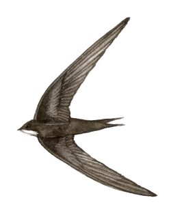 Swift Apus apus