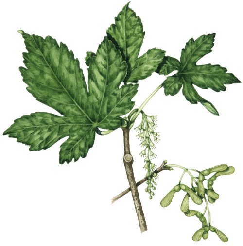 Sycamore Acer pseudoplatanus natural history illustration by Lizzie Harper