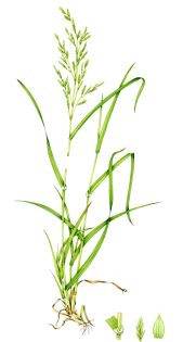 Tall fescue Festuca arundinaceae