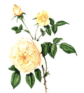 Teasing Georgia Rose