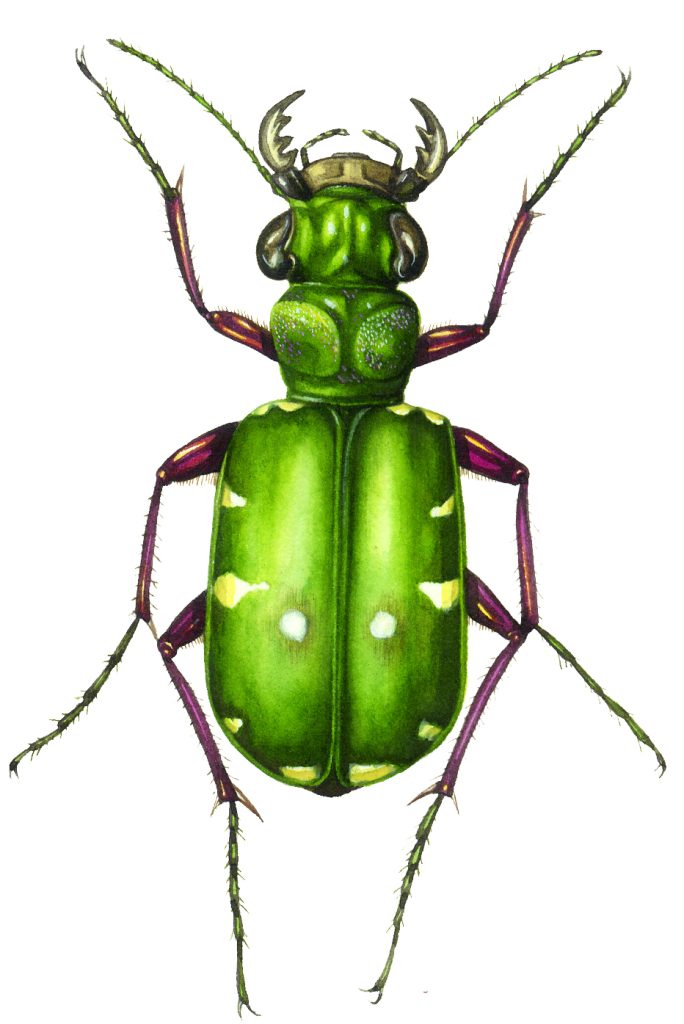 Green Tiger Beetle Cicindela campestris natural history illustration by Lizzie Harper