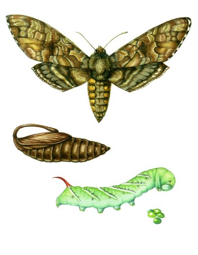 Tobacco horn worm Manduca sexta natural history illustration by Lizzie Harper