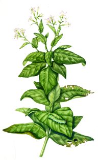 Tobacco horn worm Manduca caterpillar and food palnt