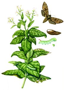 Tobacco Nicotiana tabacum and Hornworm Manduca sexta natural history illustration by Lizzie Harper