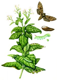 Tobacco Nicotiana tabacum and Hornworm Manduca sexta