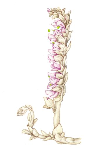 Toothwort Lathrea squamaria natural history illustration by Lizzie Harper