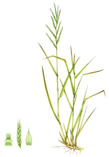 Tor grass Brachypodium pinnatum