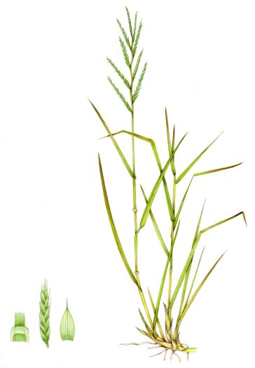 Tor grass Brachypodium pinnatum natural history illustration by Lizzie Harper