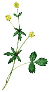 Tormentil Potentilla erecta