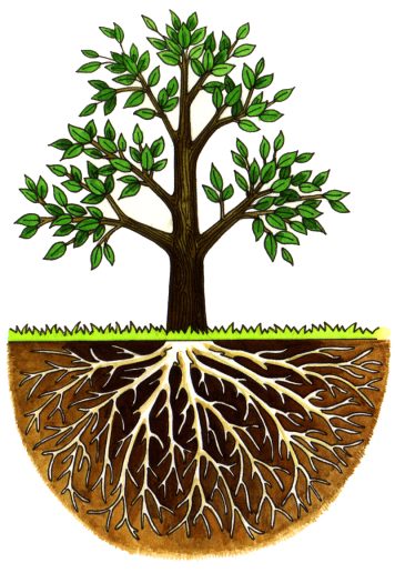 Diagram of schematic tree natural history illustration by Lizzie Harper