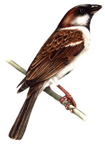 Tree sparrow Passer montanus natural history illustration by Lizzie Harper