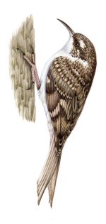 Treecreeper Certhia familiaris