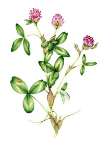 Trifolium pratensis Red clover natural history illustration by Lizzie Harper