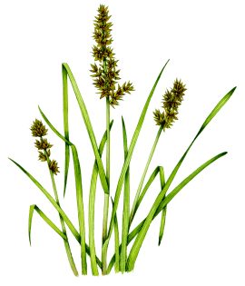 True fox sedge Carex vulpina