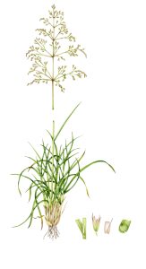 Tufted hair grass Deschampsia caespitosa natural history illustration by Lizzie Harper