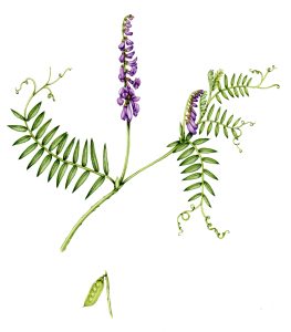 Tufted vetch Vicia cracca natural history illustration by Lizzie Harper