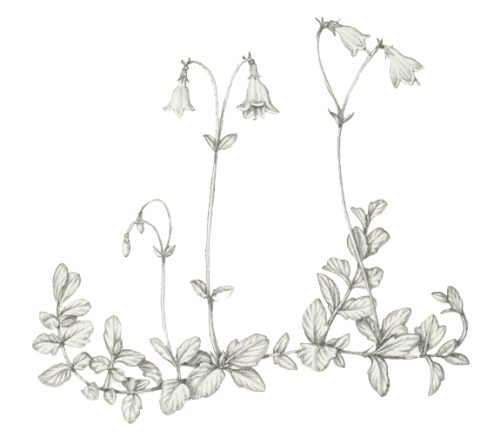Twinflower Linnaea borealis natural history illustration by Lizzie Harper