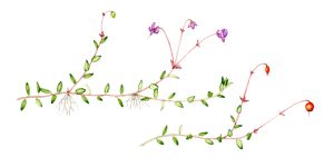 Vaccinium oxycoccus Cranberry natural history illustration by Lizzie Harper