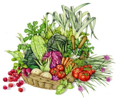 Vegetable trug natural history illustration by Lizzie Harper
